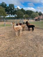 Alpaca’s, Mei, Meerdere dieren