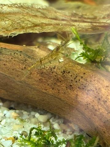 Neocaridina garnalen - wildkleur beschikbaar voor biedingen