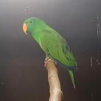 Nieuw Guinea edelpapegaai, Animaux & Accessoires, Oiseaux | Perruches & Perroquets