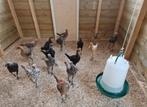 Moderne engelse vechtkriel, Dieren en Toebehoren, Pluimvee