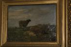 schilderij -schapen ROBBE, Ophalen of Verzenden