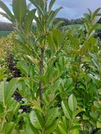 Plante de haie à feuilles persistantes Cherry Laurel (Laurel, Jardin & Terrasse, 100 à 250 cm, Laurier, Enlèvement, Haie