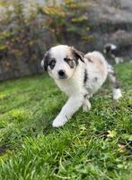 Prachtige border collie x Sint Bernard pups, Dieren en Toebehoren, Honden | Herdershonden en Veedrijvers, België, CDV (hondenziekte)