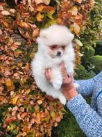 Pomeriaan pups te koop Créme kleur, Dieren en Toebehoren, Honden | Poolhonden, Keeshonden en Oertypen, België, Keeshond, CDV (hondenziekte)
