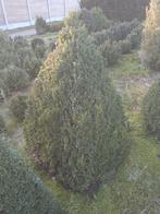 buxus, Tuin en Terras, Ophalen, Vaste plant, Overige soorten