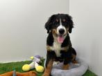 Chiots Bouvier Bernois