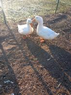 Peking eenden, Dieren en Toebehoren, Pluimvee