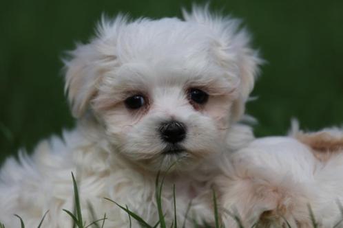 Maltezer pups, eigenkweek, geboren 7 december, Dieren en Toebehoren, Honden | Chihuahua's en Gezelschapshonden, Meerdere dieren