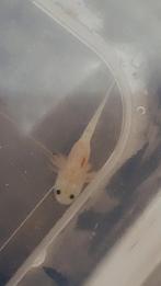 Baby axolotls 1 maand oud, Enlèvement ou Envoi