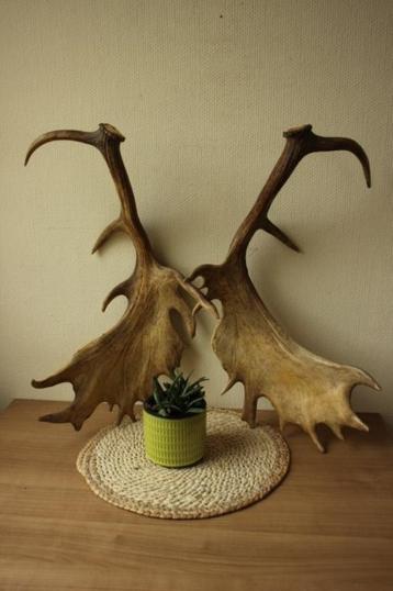 Taxidermie koppel geweistangen damhert, Enlèvement ou Envoi, Utilisé, Cerf
