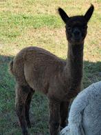 Prachtige donkerbruine alpaca merrie., Dieren en Toebehoren, Overige Dieren, Oktober, Vrouwelijk