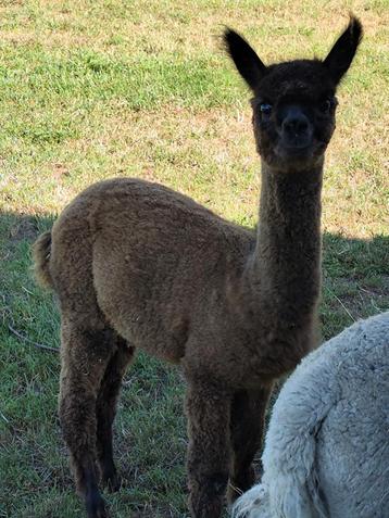 Prachtige donkerbruine alpaca merrie. beschikbaar voor biedingen