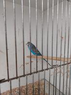 Kleine grasparkiet kobalt pop, Dieren en Toebehoren, Vogels | Parkieten en Papegaaien, Geringd