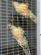 Groep pyrrhuras, Dieren en Toebehoren, Vogels | Parkieten en Papegaaien, Meerdere dieren, Parkiet, Geringd