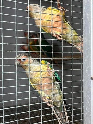 2 koppels pyrrhura beschikbaar voor biedingen