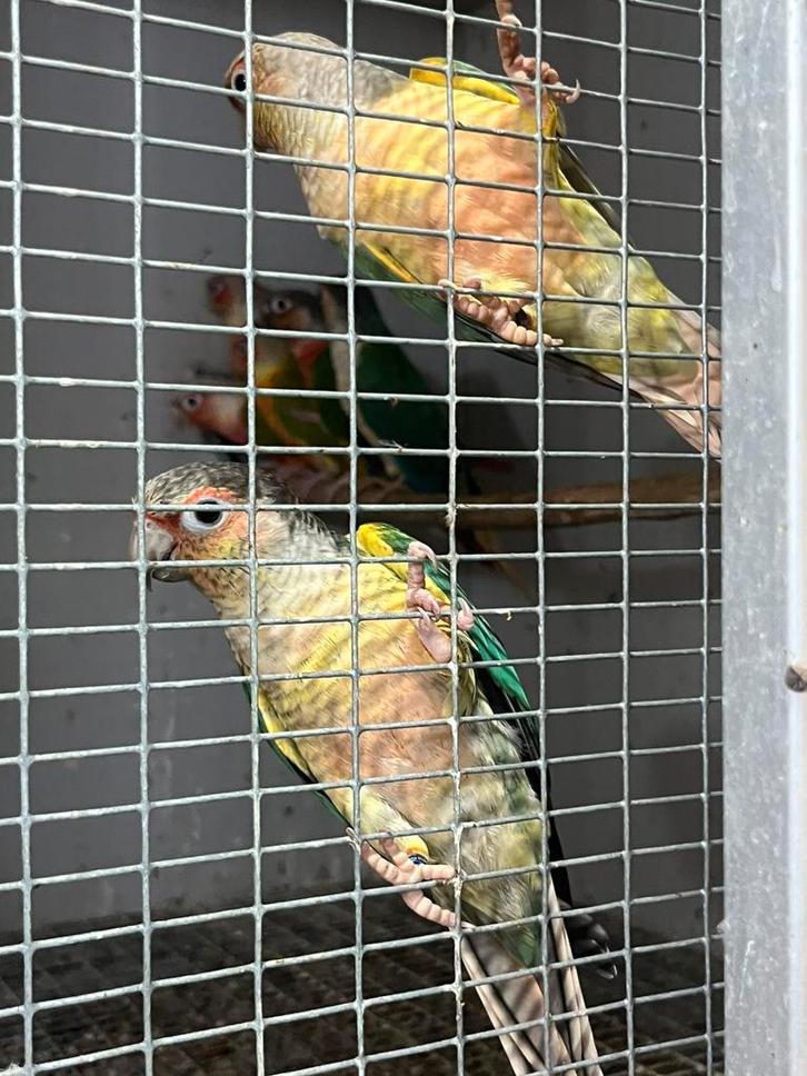 koppels pyrrhura, Dieren en Toebehoren, Vogels | Parkieten en Papegaaien, Parkiet, Meerdere dieren, Geringd