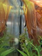 Garnalen, Dieren en Toebehoren