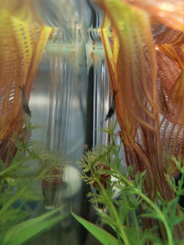 Garnalen, Dieren en Toebehoren, Vissen | Aquariumvissen