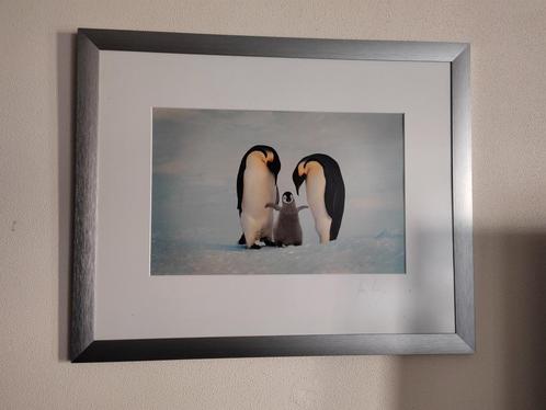 FRANS LANTING PENGUINS GESIGNEERD, Antiek en Kunst, Kunst | Tekeningen en Fotografie, Ophalen