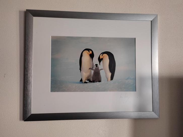FRANS LANTING PENGUINS GESIGNEERD, Antiek en Kunst, Kunst | Tekeningen en Fotografie, Ophalen