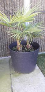 Palmbomen CHAMAEROPS EXELSA, Halfschaduw, 250 tot 400 cm, Zomer, Palmboom