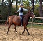 Beginnerspaard - normale prijs, Dieren en Toebehoren, Paarden, Merrie