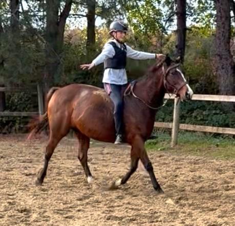 Beginnerspaard - normale prijs, Dieren en Toebehoren, Paarden, Merrie