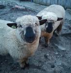 Hampshire down ooien, Dieren en Toebehoren, Schapen, Geiten en Varkens