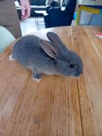 Mini konijnen, Dieren en Toebehoren, Klein