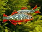 Hobbyaquarium  Rasbora Galaxy / Danio Margaritatus, Dieren en Toebehoren, Vissen | Aquariumvissen