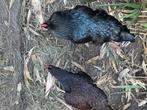 Barnevelder broedeieren, Dieren en Toebehoren, Pluimvee, Geslacht onbekend, Kip