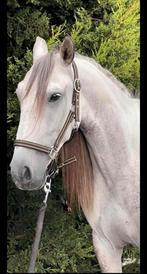 Lieve zesjarige ruin., Dieren en Toebehoren, Paarden, Gechipt, Ruin, 3 tot 6 jaar, 160 tot 165 cm