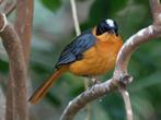 Witkruinlawaaimaker te koop, Dieren en Toebehoren, Vogels | Overige Vogels, Mannelijk, Tropenvogel, Geringd