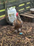 Antwerpse baardkriel x cochin haan, Mâle, Poule ou poulet