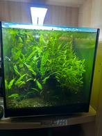 Totaalpakket Aquarium & toebehoren, Dieren en Toebehoren, Ophalen, Zo goed als nieuw, Gevuld zoetwateraquarium