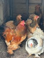 Mooie columbia buff zwart haan 2025 kraait zacht, Dieren en Toebehoren, Mannelijk, Kip