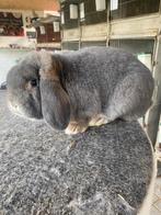 Duitse hangoor konijn, Dieren en Toebehoren, Hangoor