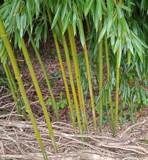 Bâtonnets de bambou, 3000p, forêt de bambous 150 m2, à co, Jardin & Terrasse, Poteaux, Poutres & Planches, Neuf, Poteaux, 250 cm ou plus