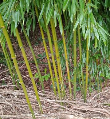Bamboe stokken, lot van 3000st, nieuw, dik 2-4 cm, lang 6m.