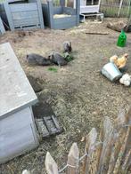 Blauw van Ham mannelijke konijnen(2): opgegroeid met kindere, Mannelijk, Groot, 0 tot 2 jaar