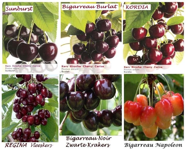CERISIERS HAUTE TIGE, ea Bigarreau Burlat, Kordia, Regina,.., Jardin & Terrasse, Plantes | Arbres fruitiers, Cerisier, 250 à 400 cm