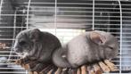 Chinchilla, Neuf, Enlèvement ou Envoi, Moins de 60 cm, Autres types