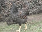 barnevelder hen, Dieren en Toebehoren, Pluimvee, Vrouwelijk, Kip