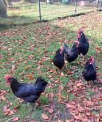 Poule de Barbezieux: de beste dubbeldoel kip?, Dieren en Toebehoren, Pluimvee, Meerdere dieren, Kip