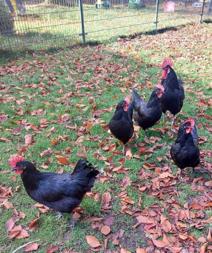 Poule de Barbezieux: de beste dubbeldoel kip?, Dieren en Toebehoren, Pluimvee, Kip, Meerdere dieren