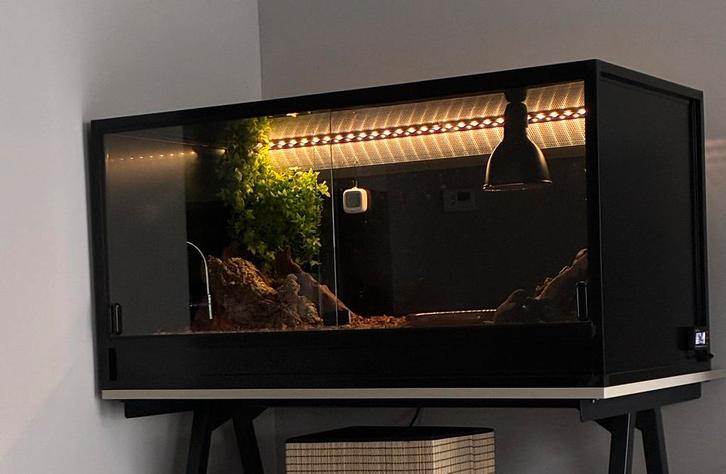 1.1 bc sonora F1 2025 avec installation et matériel, Animaux & Accessoires, Reptiles & Amphibiens, Serpent, 0 à 2 ans, Avec terrarium