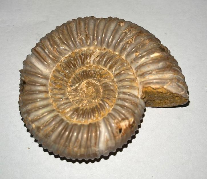 Ammoniet - 78gram - Fossiel, Verzamelen, Mineralen en Fossielen, Fossiel, Ophalen of Verzenden