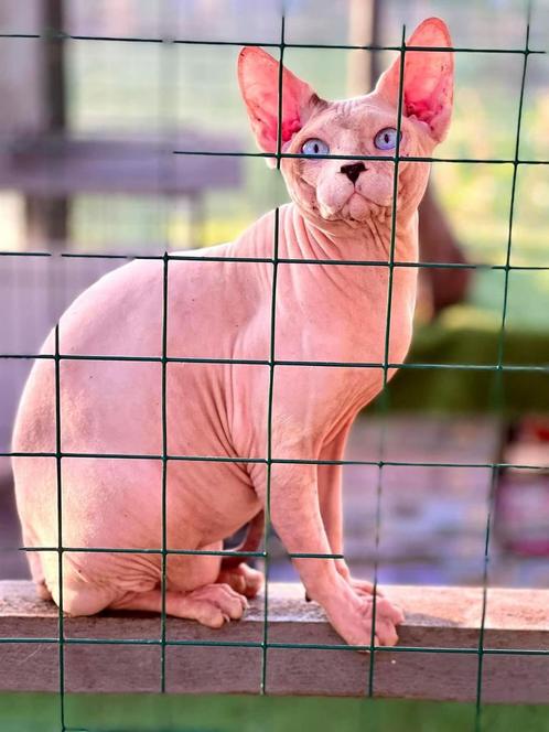 dekkaters sphynx, Dieren en Toebehoren, Katten en Kittens | Dekkaters, 0 tot 2 jaar