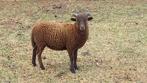 Bruin stamboek Ouessant rammetje te koop, Dieren en Toebehoren, Schapen, Geiten en Varkens, Mannelijk, Schaap, 0 tot 2 jaar