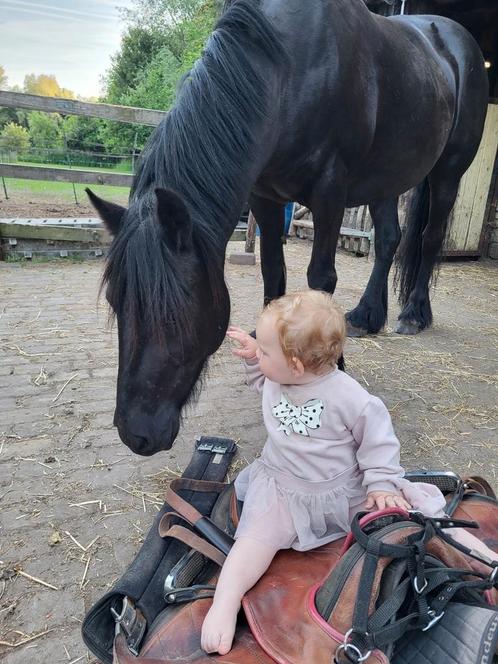 Fell pony, Dieren en Toebehoren, Pony's